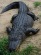 Alligator Meat