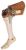 Prosthetics & Orthotics