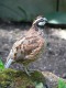 Quail Meat