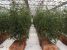 Hydroponic Gardening