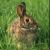 Rabbit Meat