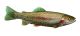 Trout Meat