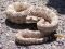Rattlesnake Meat