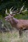 Venison