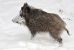 Wild Boar Meat