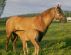 Horse Breeders & Dealers