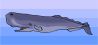 Whale Watching