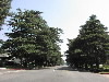 101 Deodar Cedar Trees